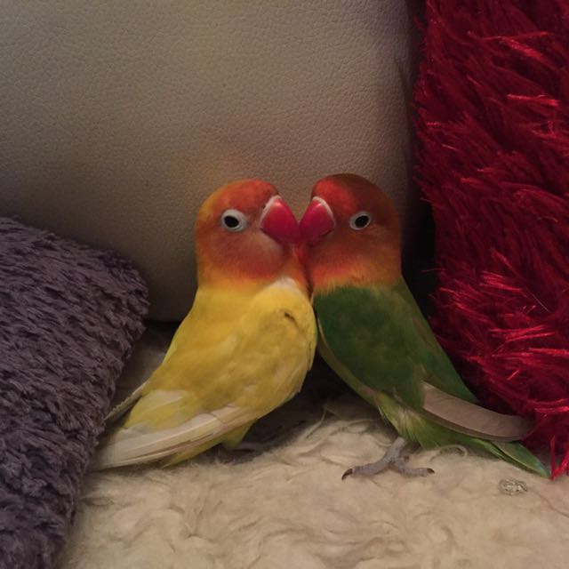 parrot sitter
