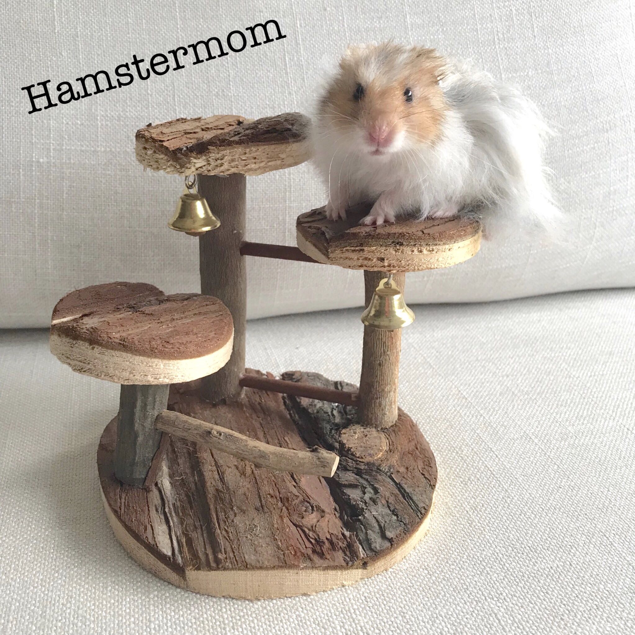 syrian hamster playground