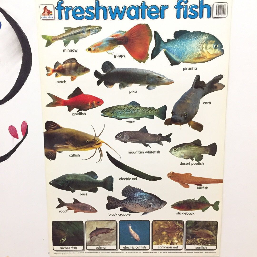 freshwater fish toys