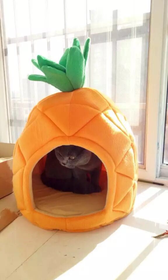 pineapple dog bed