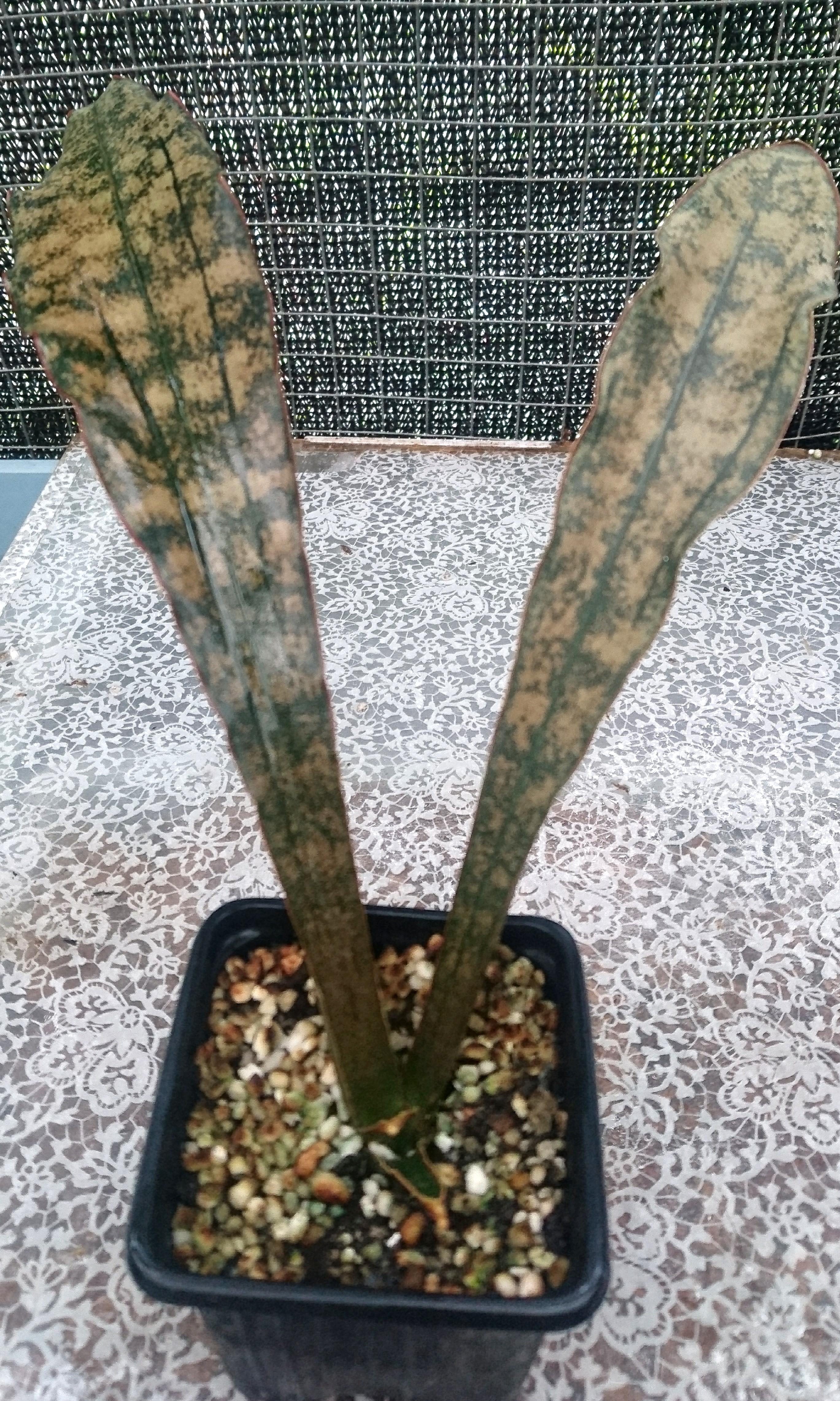 銅紋虎尾蘭 罕有品種 傢俬 家居 Gardening Plants Carousell