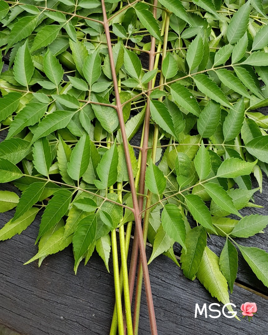 Fresh Organically Grown Neem Leaves Gardening Plants On Carousell