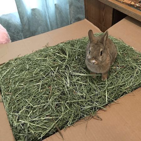 Timothy rabbit hay sale