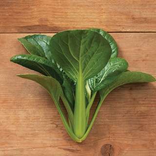 vegetable seed . 'green pac' bok choy
