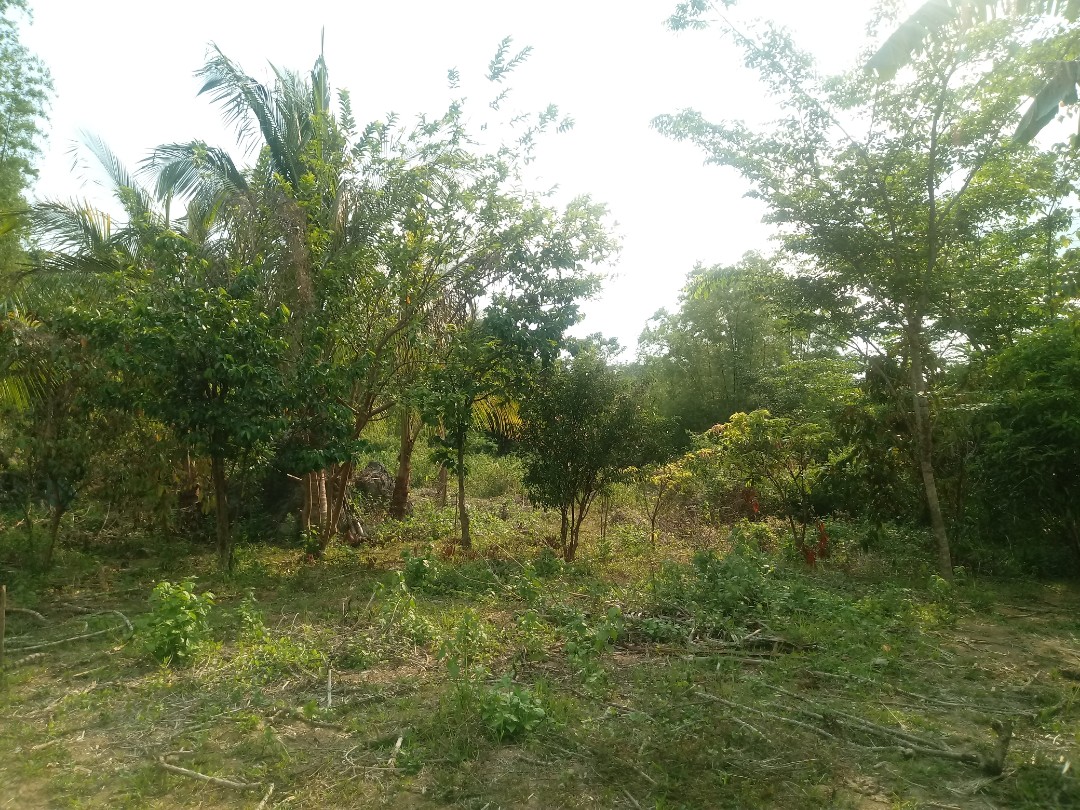 Farm lot or for sale tanay rizal, Property, For Sale on Carousell