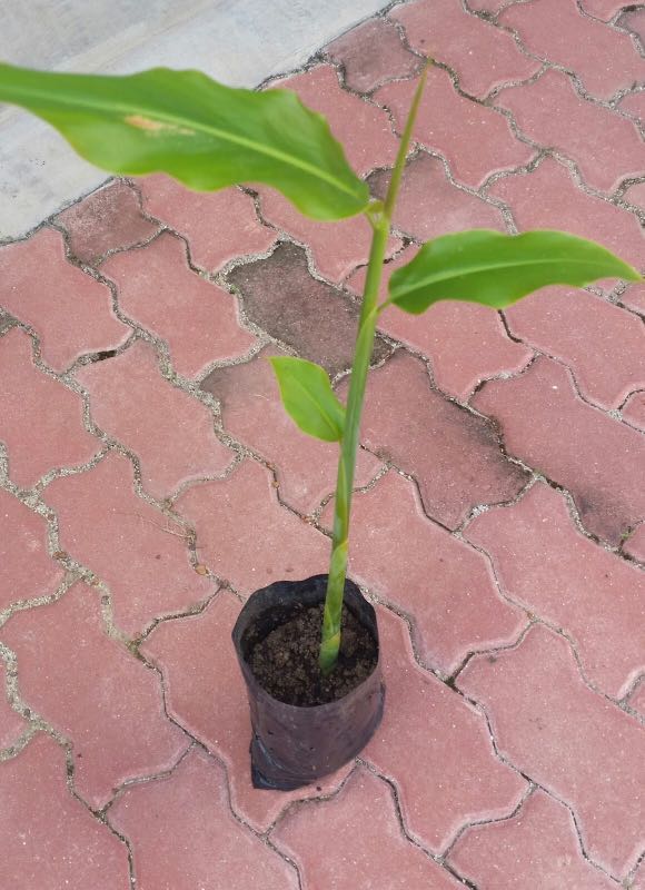 Pokok Bunga Kantan In Polybag Home Furniture Gardening On Carousell