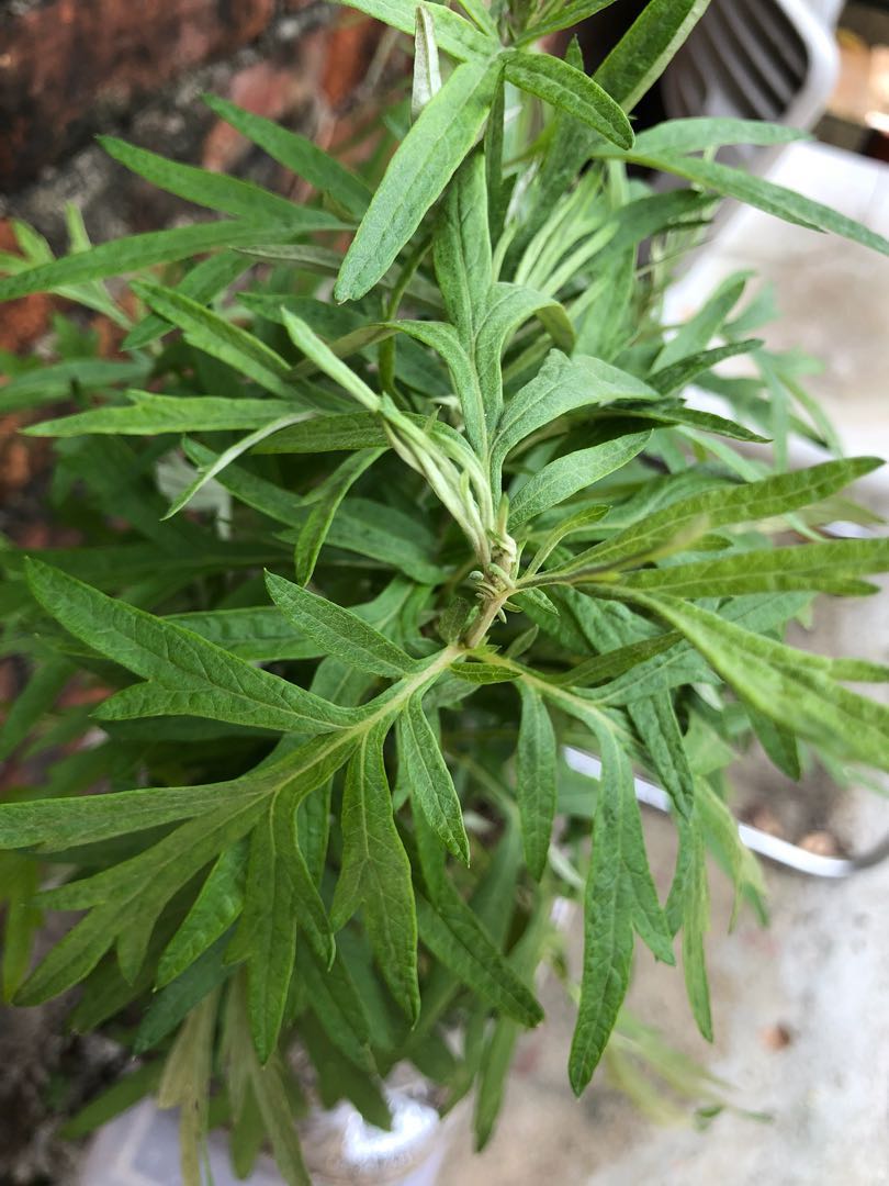大盆艾草 艾葉 艾蓬 甜艾 香艾 冰臺 艾蒿 灸草 可吃用 驅蚊虫 煮食用 中藥 Wormwood plant gardening, 傢俬＆家居 ...