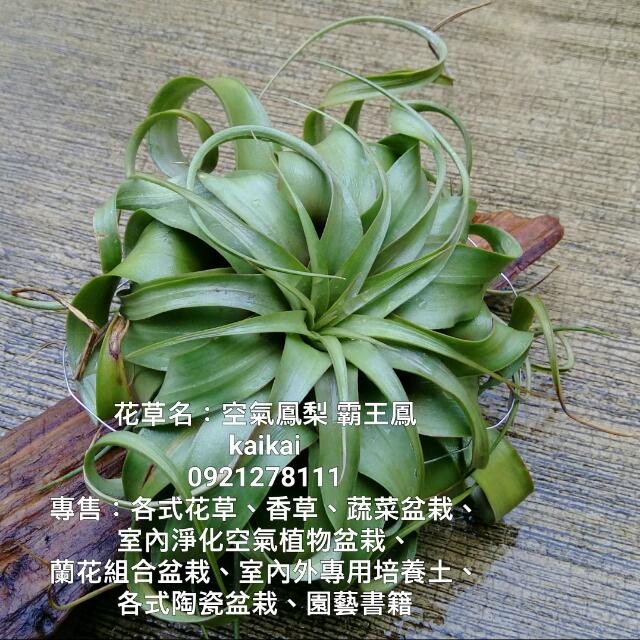 空氣鳳梨 霸王鳳 不需土壤超好種植 地球最強植物 居家生活 園藝在旋轉拍賣 空氣鳳梨 霸王鳳 不需土壤超好種植 地球最強植物 居家生活 園藝在旋轉拍賣