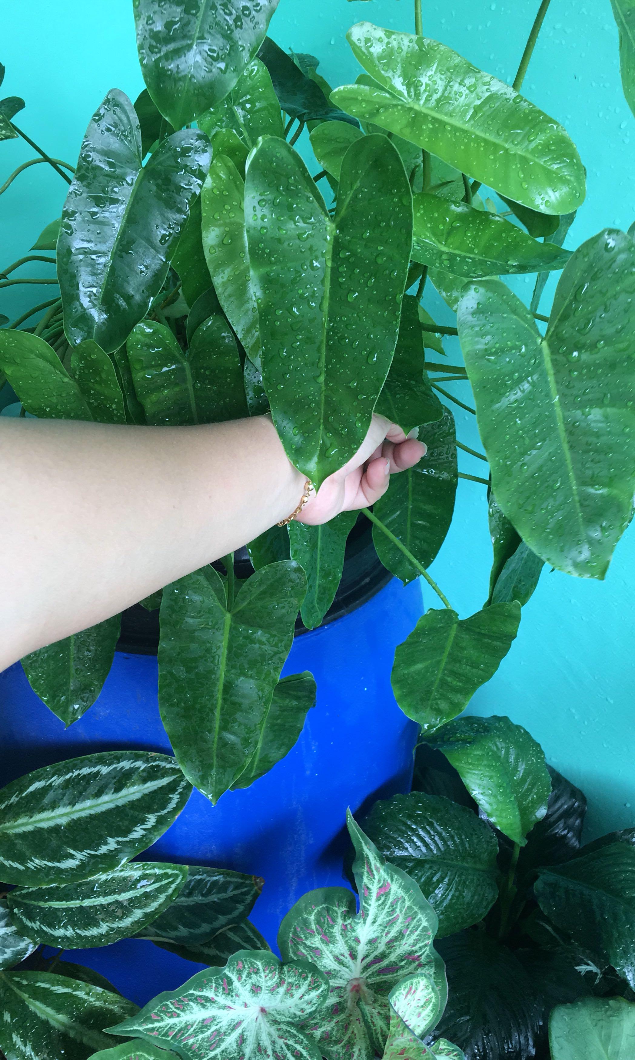 Jenis Keladi Hijau Seger Bgt Buat Adem2in Rumah Rimbun Kirim By Gojek Perkebunan Di Carousell