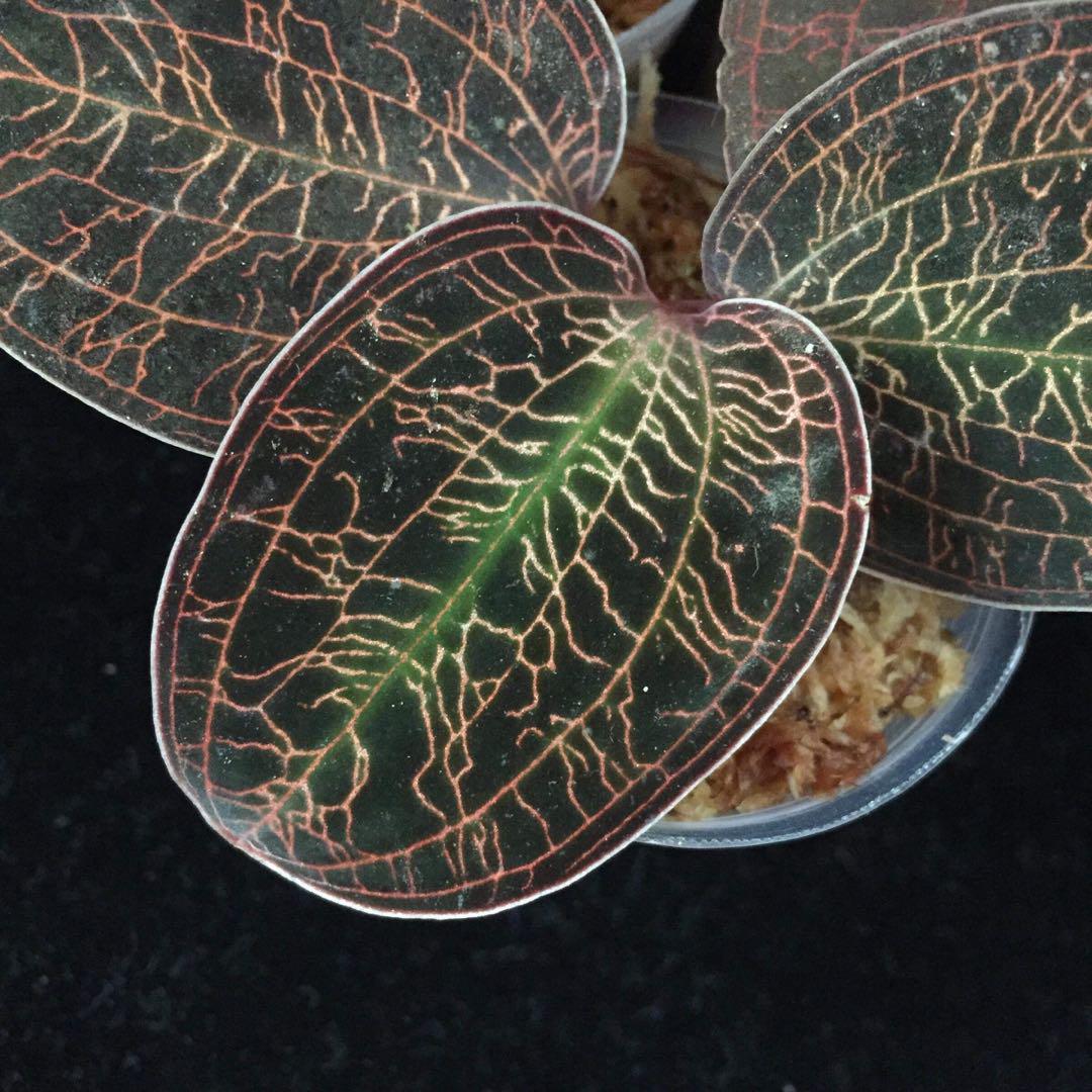 Jewel Orchid Macodes Limii Gardening Plants On Carousell