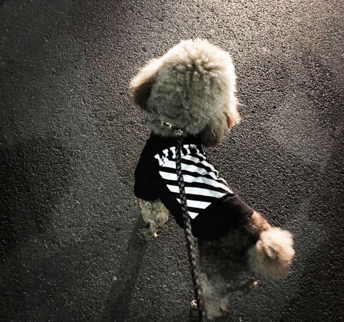 Off white deals dog shirt