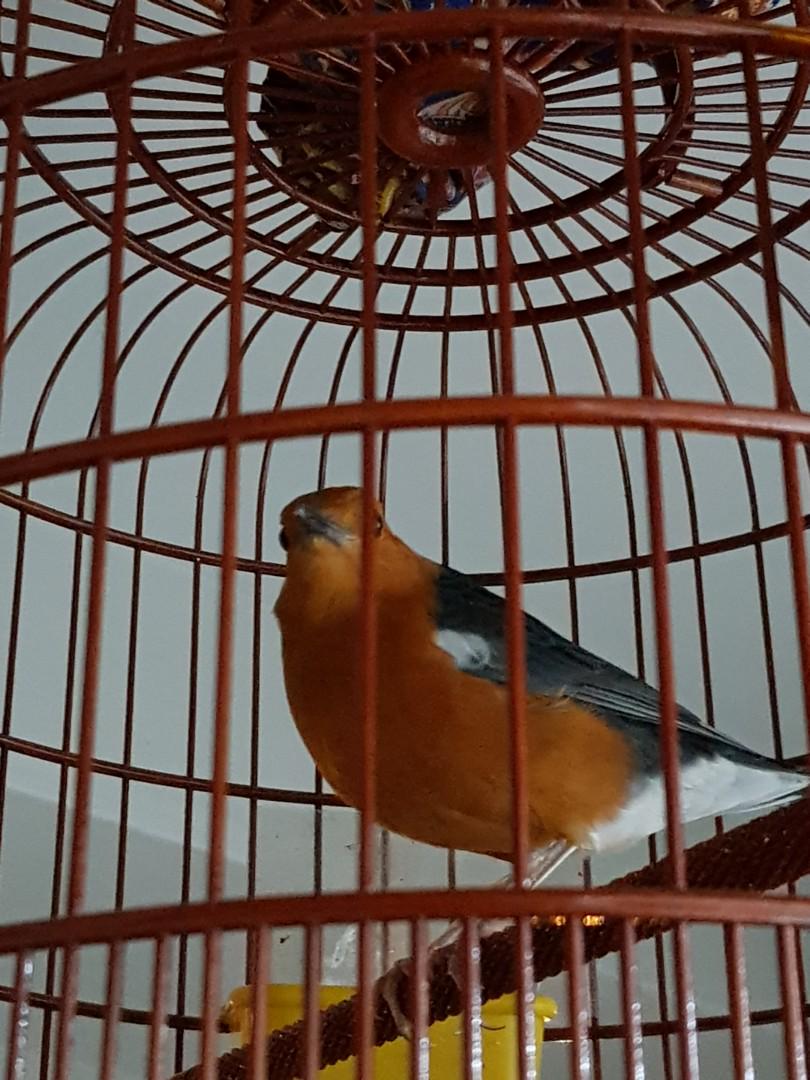 Anis Merah Pet Supplies For Birds Bird Accessories On Carousell