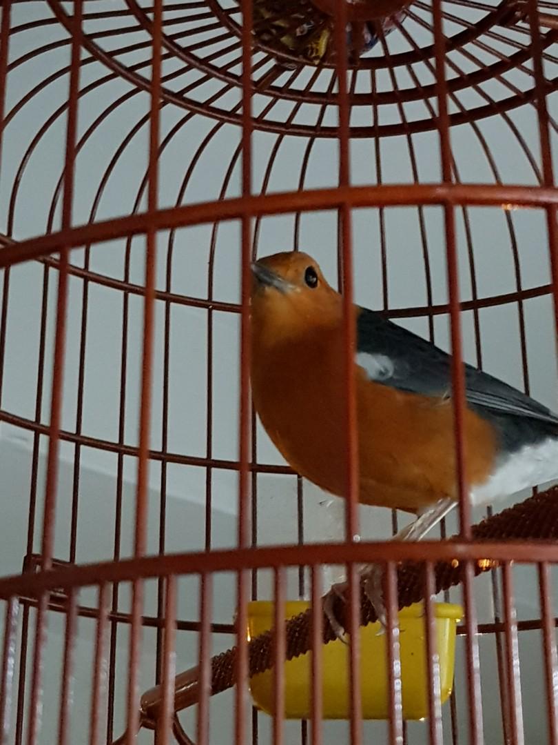 Anis Merah Pet Supplies For Birds Bird Accessories On Carousell