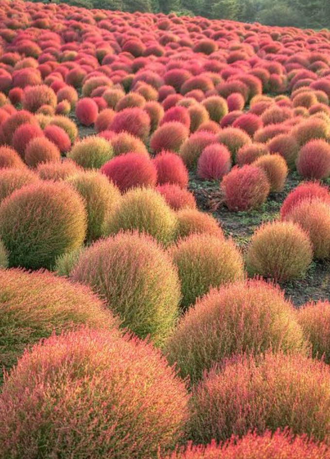 Kochia Scoparia Ornamental Grass Seeds, Furniture & Home Living