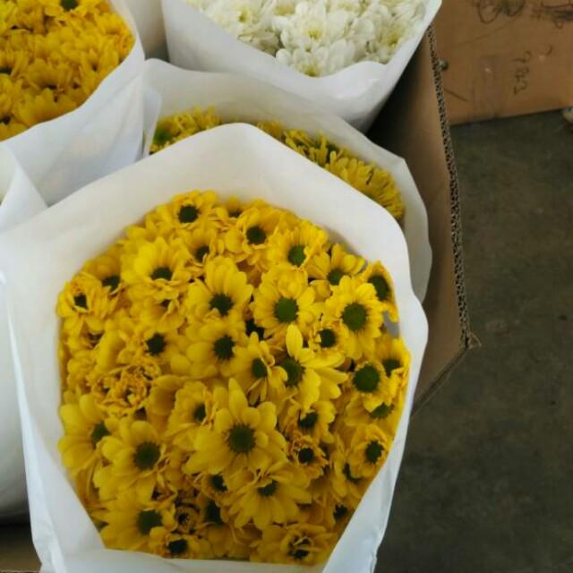 Flower Wholesale (Cameron Highlands), Hobbies & Toys, Stationery