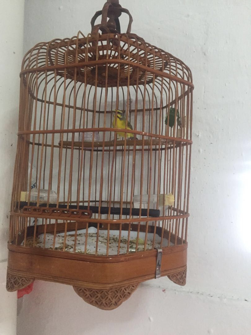 1 Yellow Eye Finch & giving away 1 green singer finch(free), Furniture