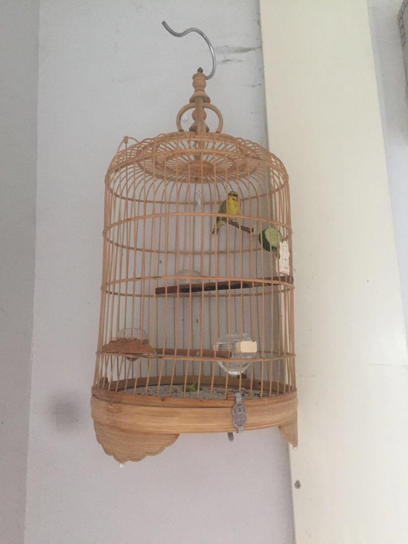 1 Yellow Eye Finch & giving away 1 green singer finch(free), Furniture