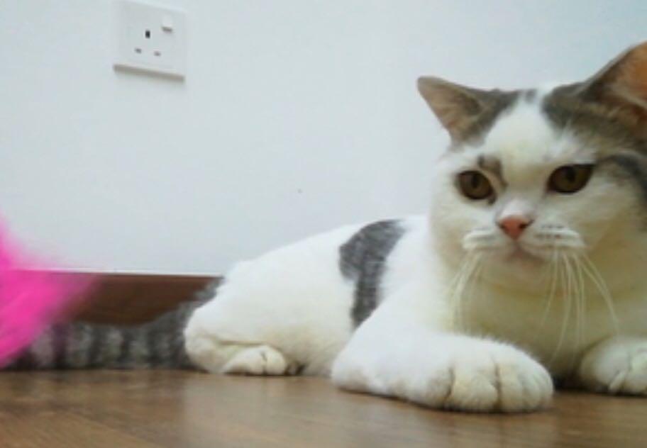 British Shorthair From Ukraine Everything Else Others On Carousell