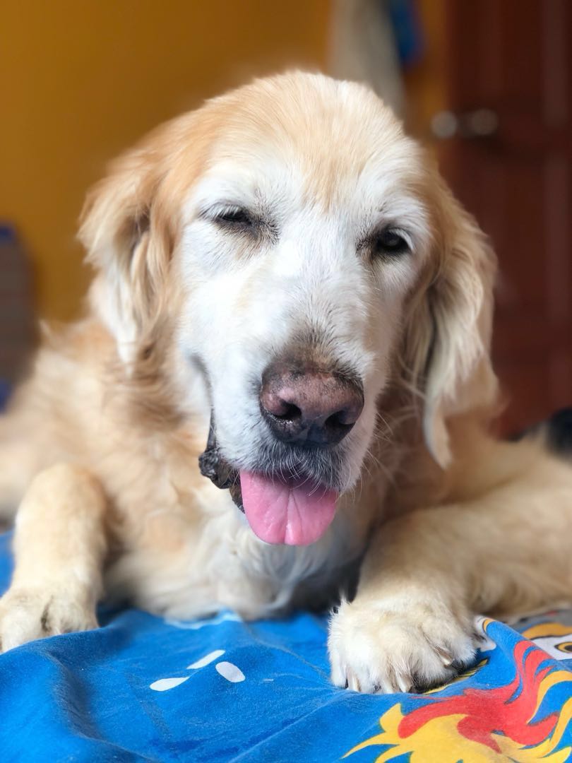 Dog Boarding(Yishun Area), Pet Supplies, Homes & Other Pet Accessories