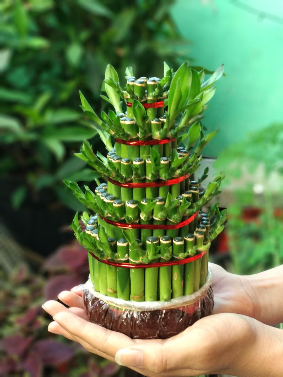 Bambu Hoki 5 Tingkat Perkebunan Di Carousell