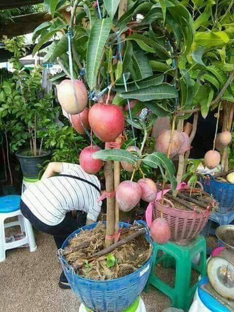 1000 Gambar Buah Mangga Kelapa Paling Baru 1000 Gambar Buah Mangga Kelapa Paling Baru