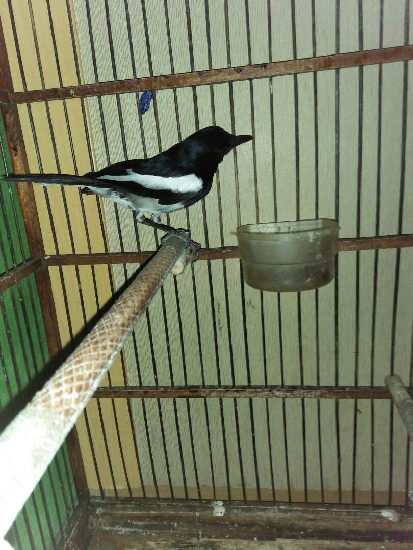 Kacer Priangan Pet Supplies Food On Carousell