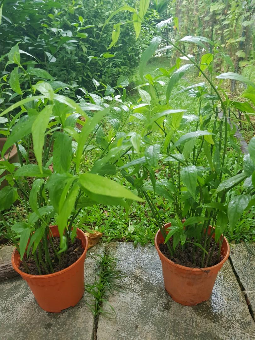 Herb Sabah Snake Grass 优屯草 Uturn Grass Furniture Home Living Gardening Plants Seeds On Carousell