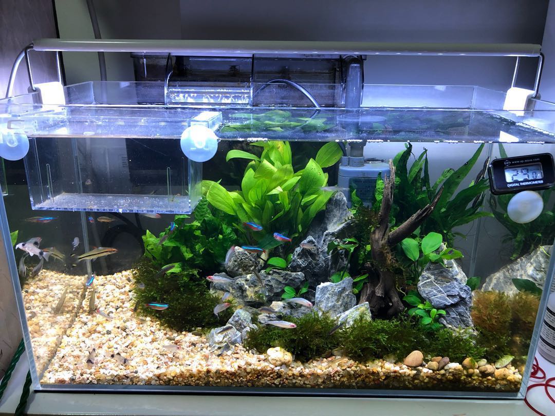 1.5 feet , crystal fish tank aquascape full set , Pet ...