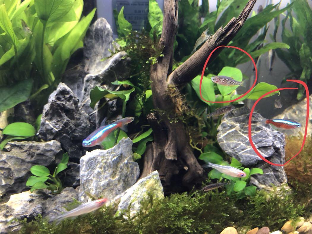 Fishstop Aquarium Pet Supplies Woy Woy Woy Woy NSW 59 OFF