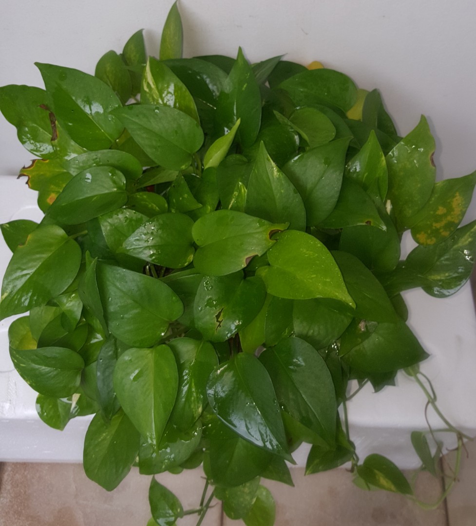buy pineapple plant asda 6" Pineapple Plant  Anna's Garden, Home & Wellness