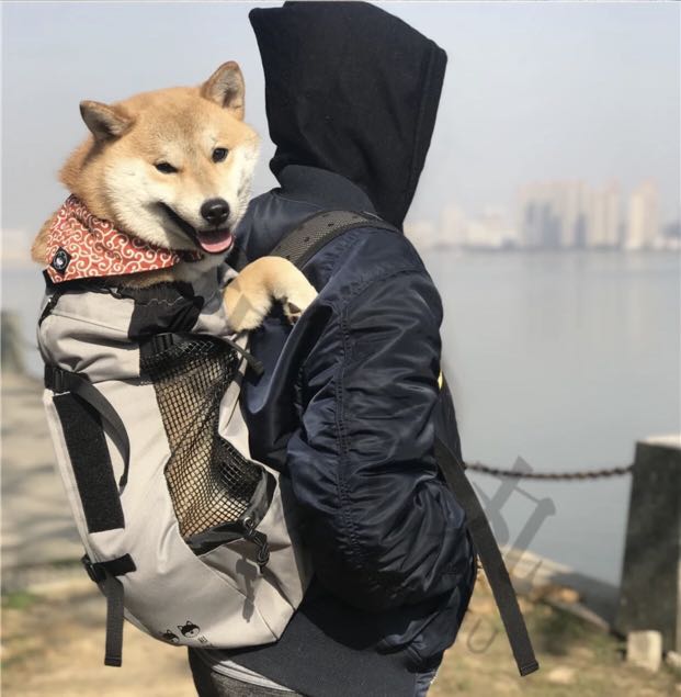 Shiba inu backpack top carrier