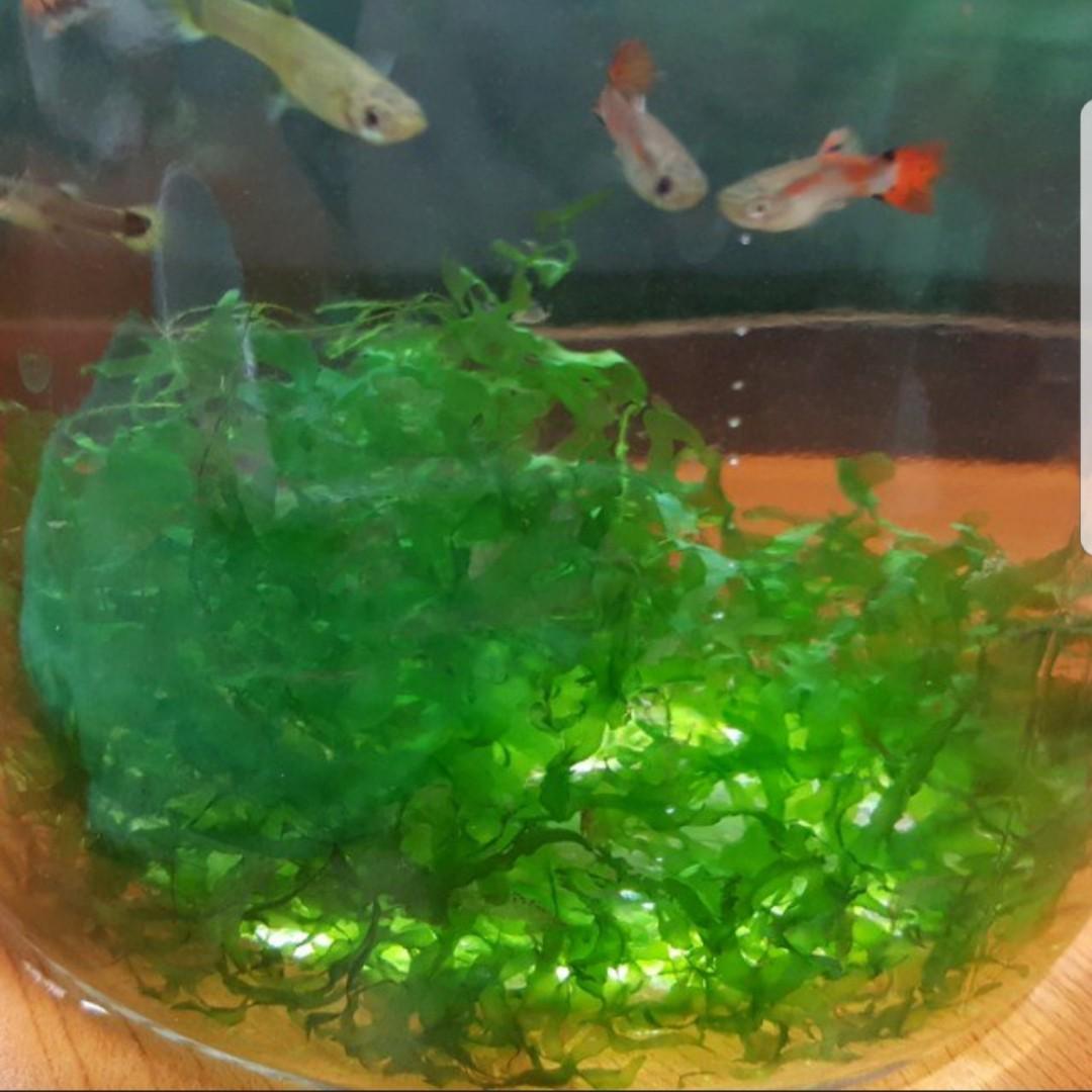 freshwater seaweed aquarium