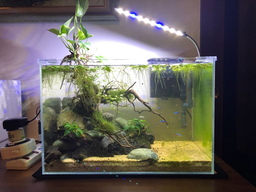 Fish tank with layout setup, Pet Supplies, Homes & Other Pet