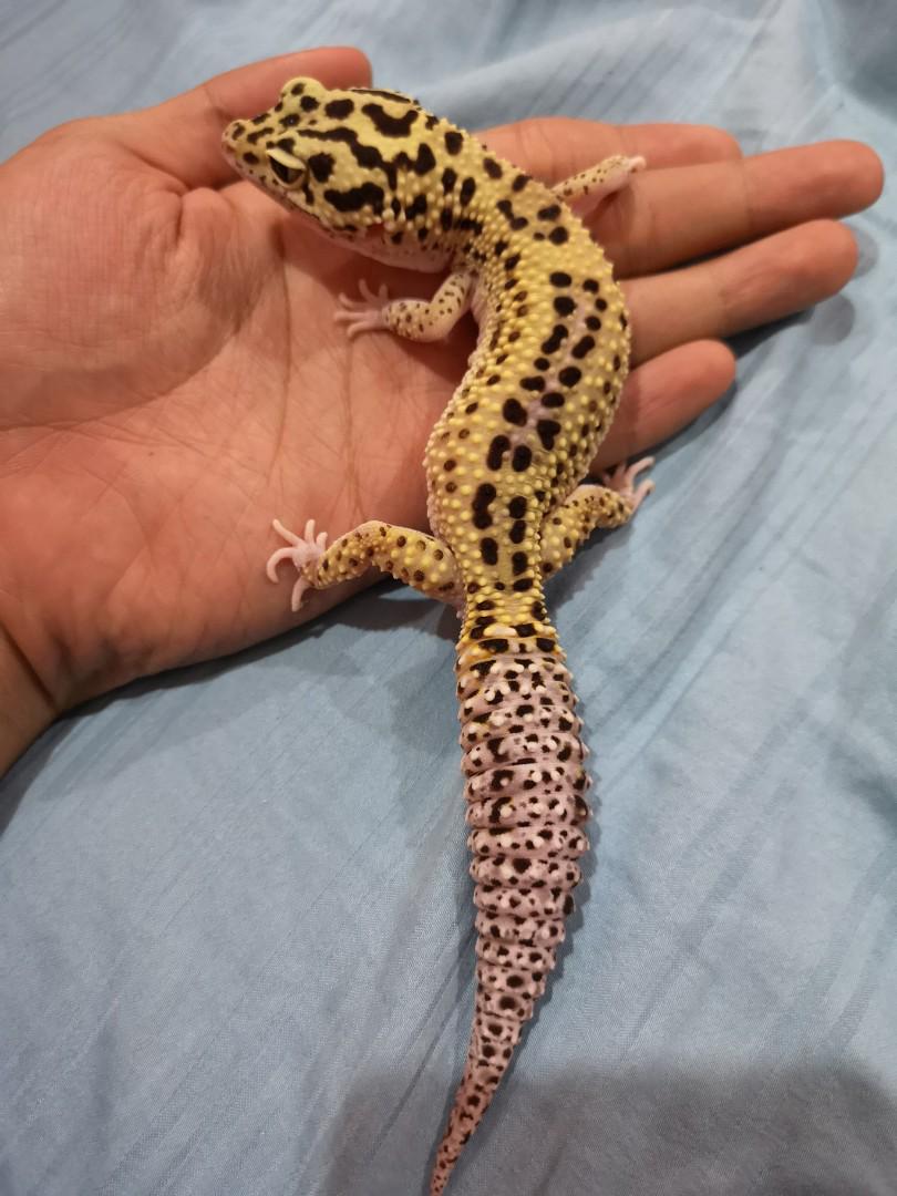 Eclipse Leopard Gecko Everything Else Others On Carousell