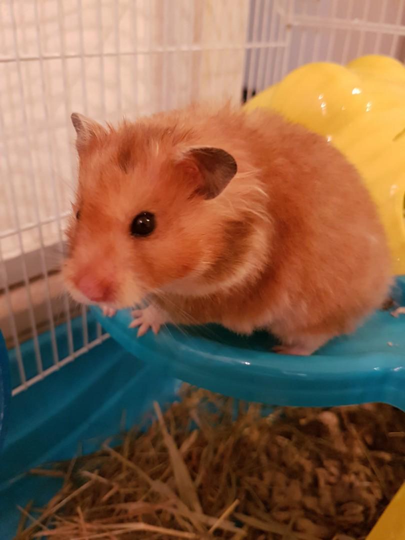 Syrian Hamster, Pet Supplies, Homes Other Pet Accessories on