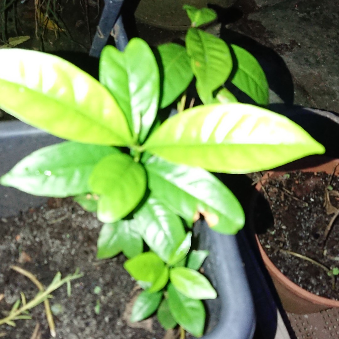 Daun Salam Indonesian Bay Leaf Gardening Plants On Carousell