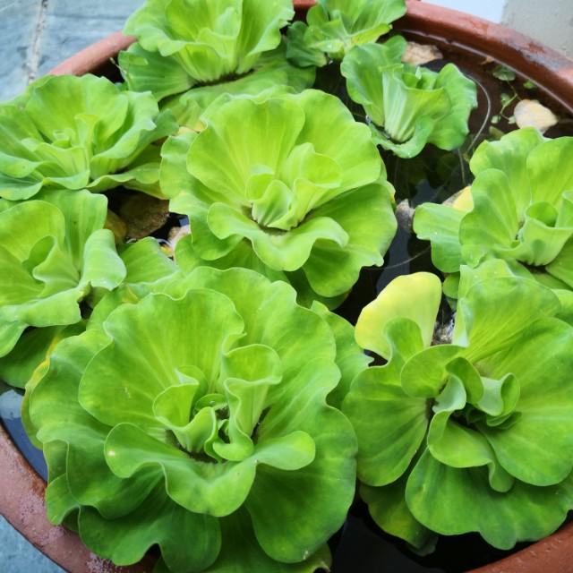 Giant Water Lettuce Aquatic Floating Aquascape Aquarium Pond Furniture Home Living Gardening Plants Seeds On Carousell