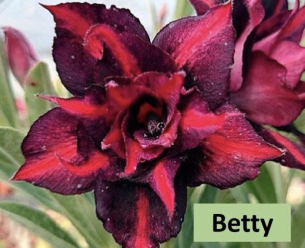 7000 Gambar Bunga Adenium Paling Baru 7000 Gambar Bunga Adenium Paling Baru