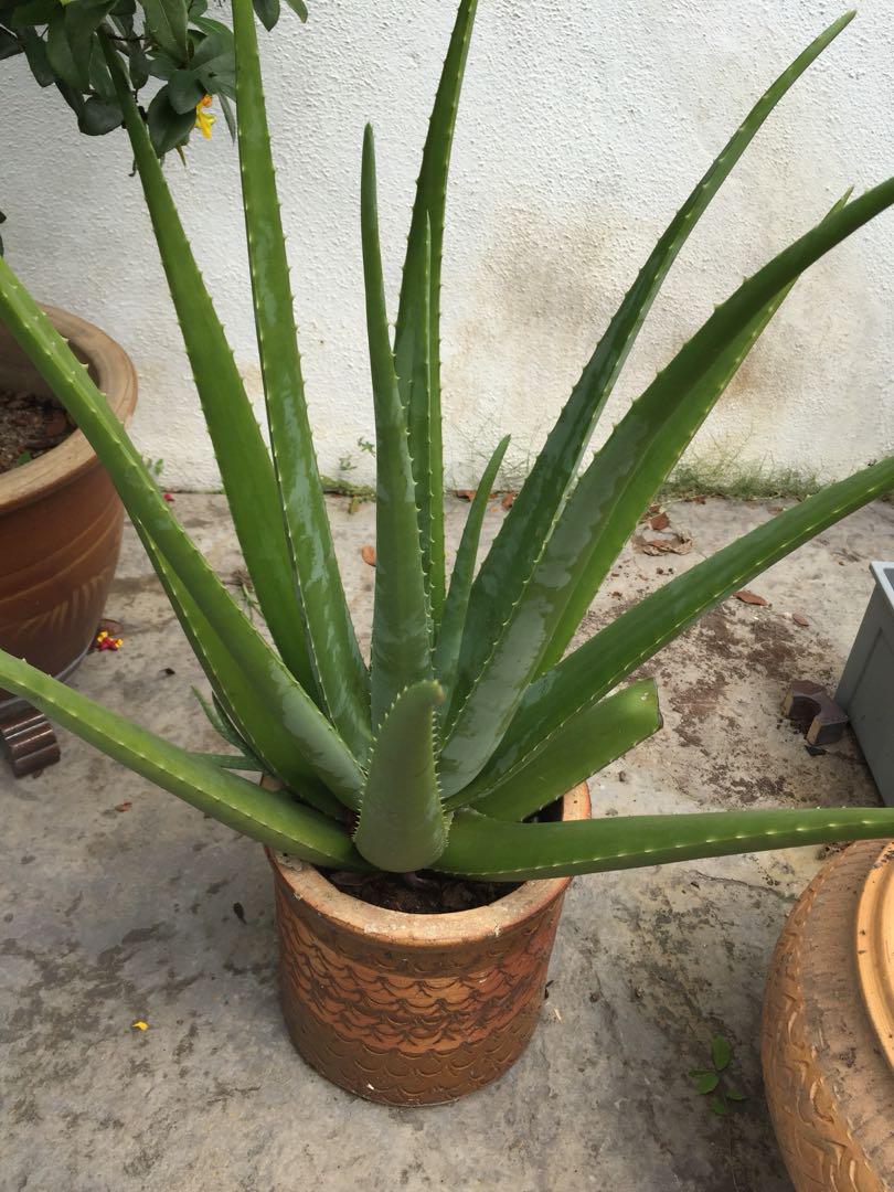 Aloe Vera Plant Home Furniture Gardening On Carousell