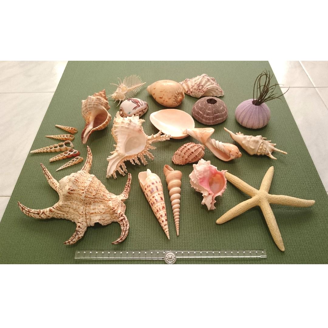 Full Set Assorted Large Sea Shells Starfish Urchin Design