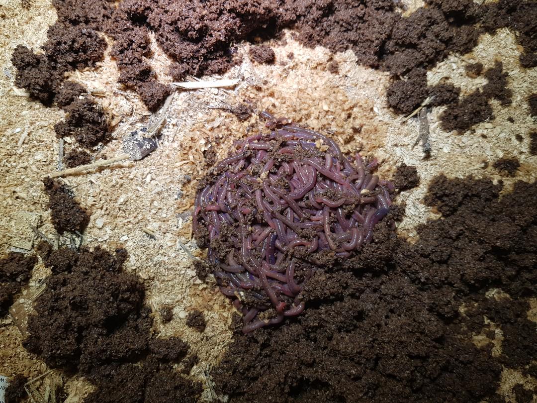 Worm Bin Starter Kit, Furniture & Home Living, Gardening, Gardening