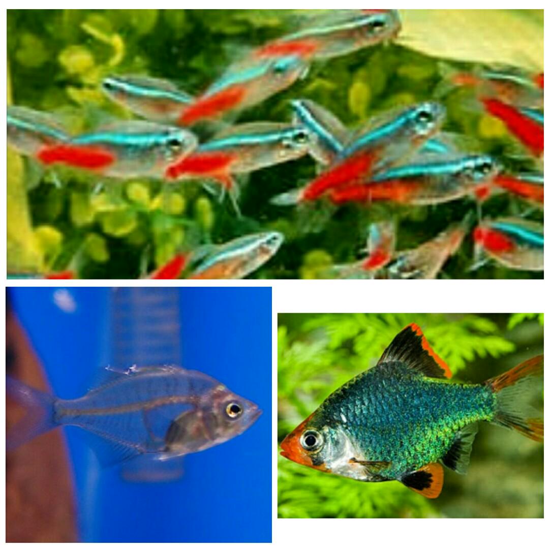 Paket Ikan Hias Aquascape Termurah 32 Ekor Pet Supplies