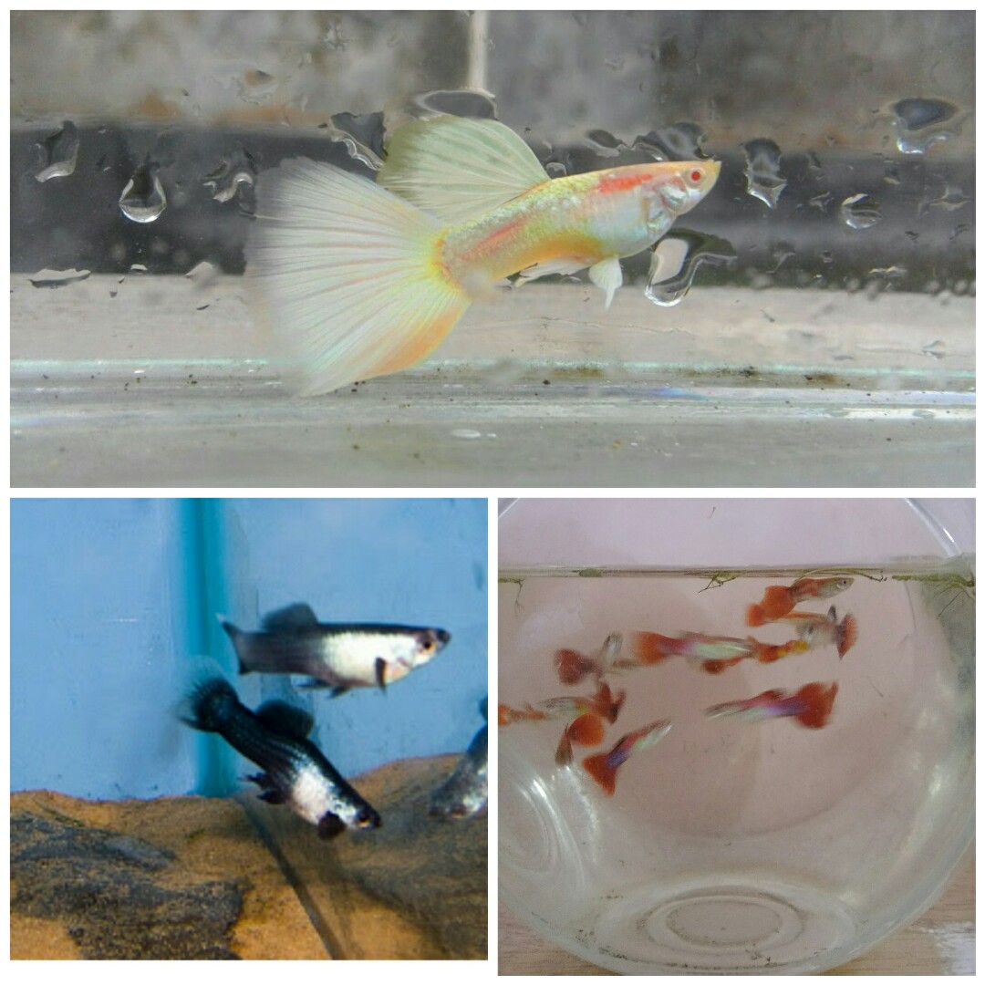 Paket Ikan Hias Guppy Termurah 32 Ekor Pet Supplies Accessories