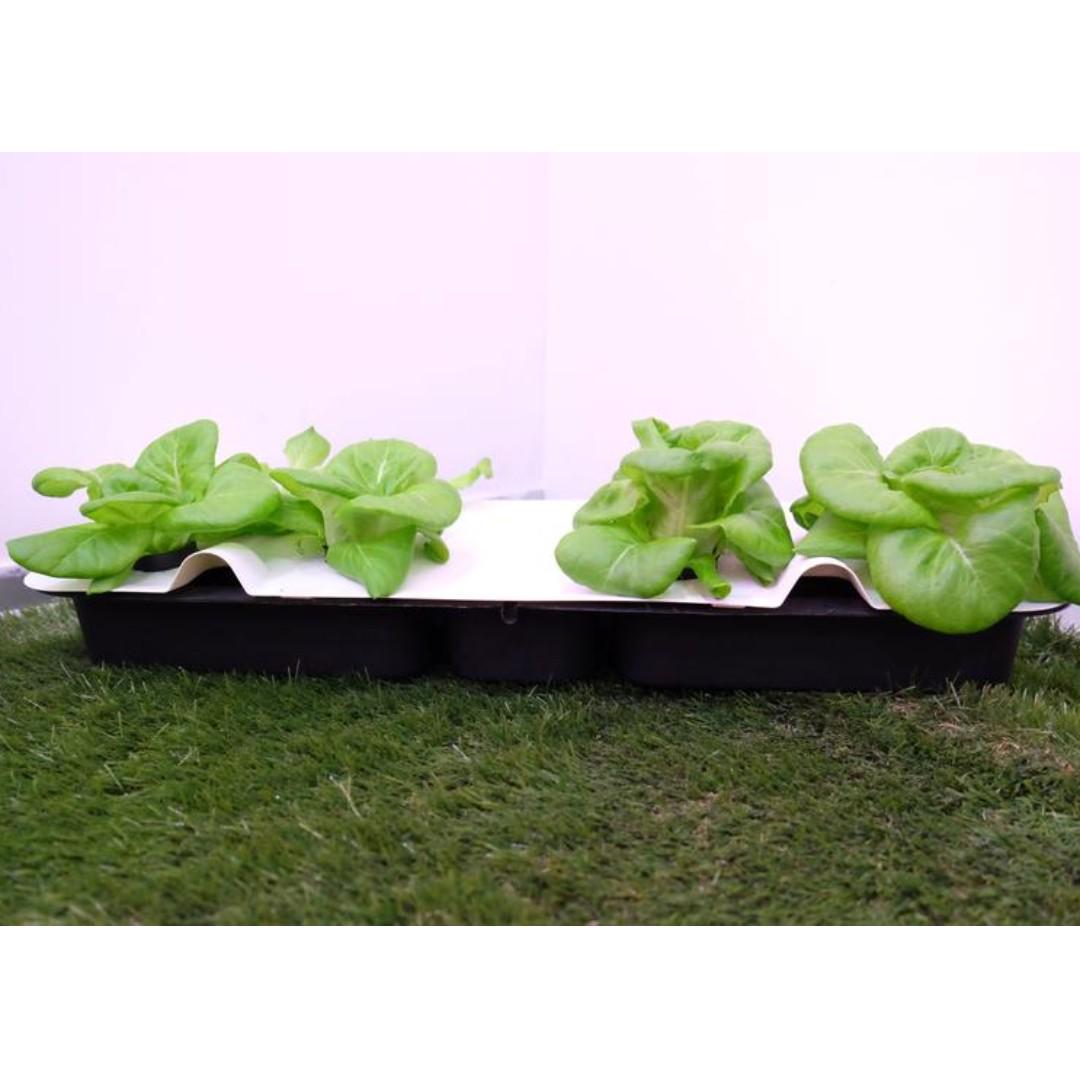 1 Tank And 1 Autopot Double Hydrotray Setup Gardening Pots