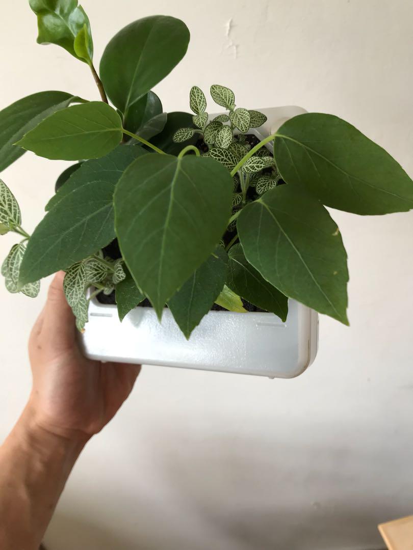 無印良品muji 掛牆植物 傢俬 家居 Gardening Plants Carousell