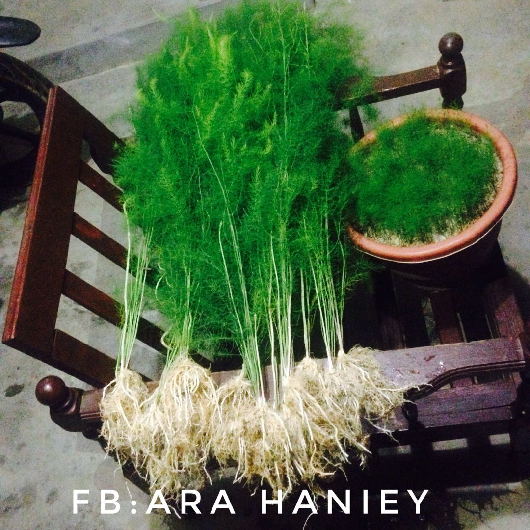 Anak Pokok Asparagus 1530700247 Ed9824e3 Jpg