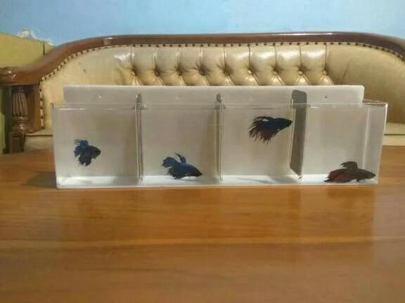 Aquarium Mini Gantung Ikan Cupang 4 Kamar Pet Supplies