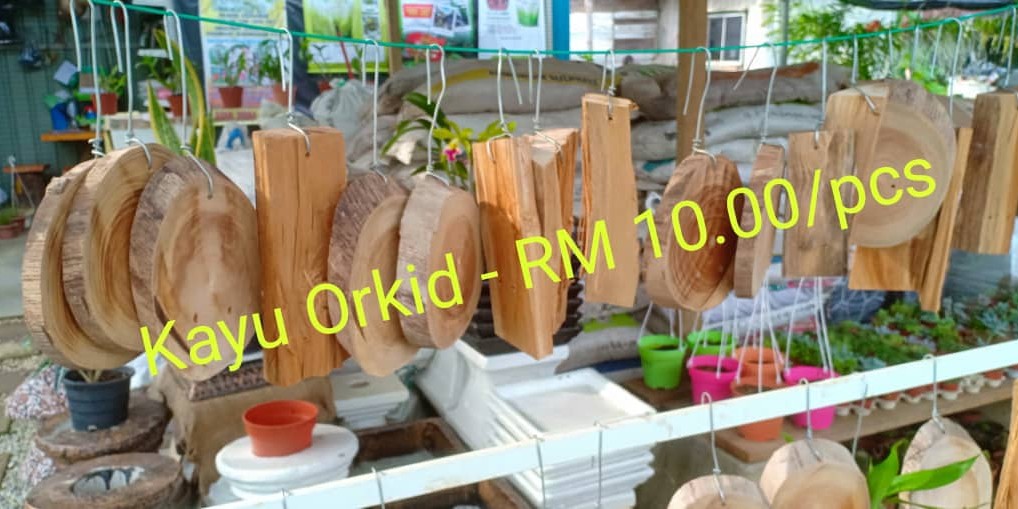 Terbaik Dari Bunga Orkid Gantung - Bunga Hias