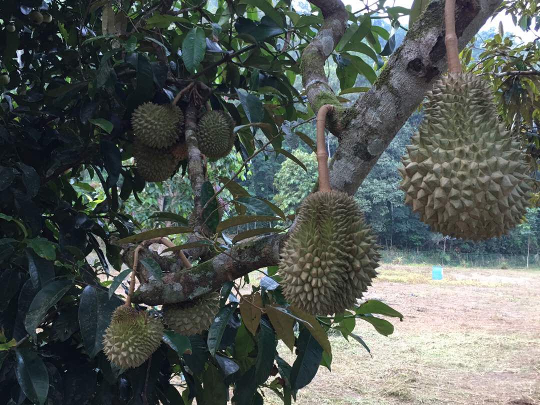 Kebun Durian Dengan Lebih 50 Batang Pokok Durian Untuk Dijual Property For Sale On Carousell