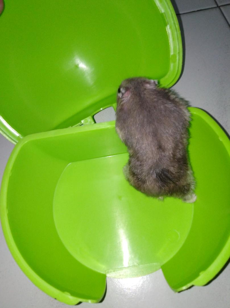 Hamster igloo house Pet Supplies Homes Other Pet Accessories on Carousell